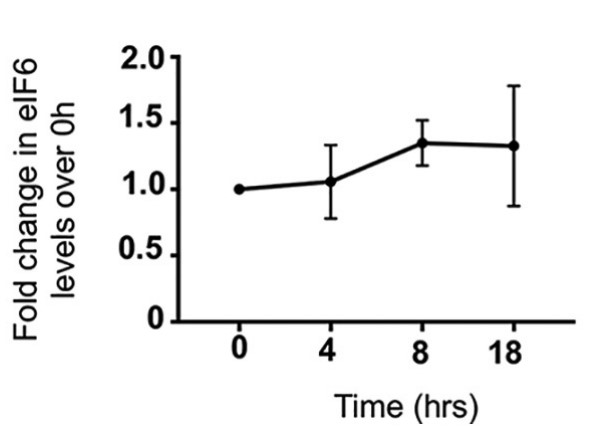 Total eIF6 protein levels were quantitated.jpg